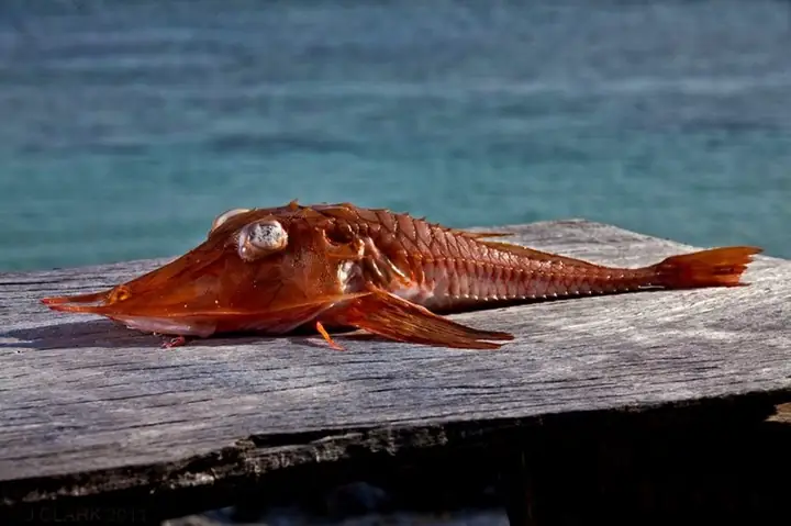 Soi Loài Cá Biển "bọc Thép" Cực Hiếm, Siêu Dị Ở Việt Nam Soi Loài Cá Biển "bọc Thép" Cực Hiếm, Siêu Dị Ở Việt Nam