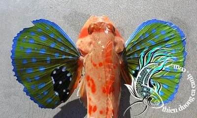 Cá Chào Mào Red Gurnard