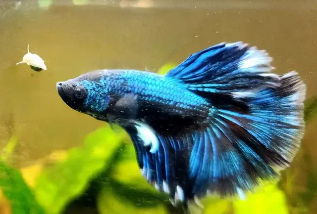 Cá Chép Ăn Ốc: Mối Liên Hệ Thiên Nhiên Giữa Cá Cảnh Và Kẻ Săn Mồi Tự Nhiên