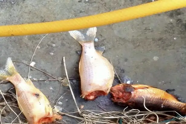 Cá Chép Ăn Thịt Người: Sự Thật Kinh Hoàng Đằng Sau Những Con Cá Vàng