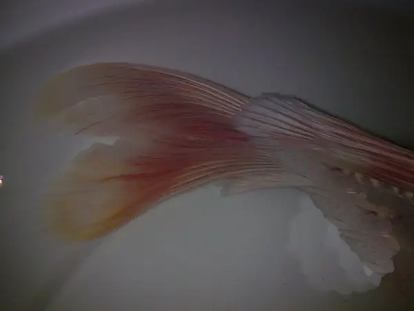 Cá Chép Bị Đỏ Đuôi: Nguyên Nhân, Dấu Hiệu & Cách Điều Trị Hiệu Quả