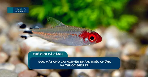Đục Mắt Cho Cá: Nguyên Nhân, Triệu Chứng Và Thuốc Điều Trị
