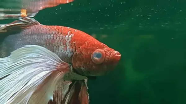 Bệnh Đục Mắt Ở Cá Cảnh, Nguyên Nhân Và Cách Trị