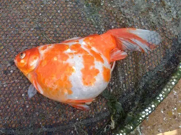 Nguyên Nhân Phổ Biến Khiến Cá Chép Bụng Bự