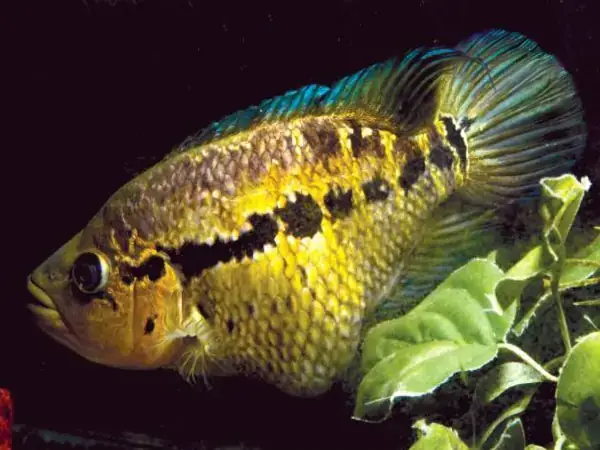 Dấu Hiệu Kèm Theo Và Cách Phân Biệt