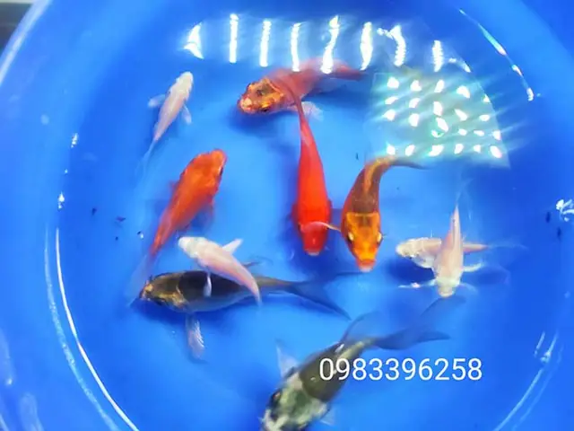 Cá Chép Sư Tử Mini Trắng, Vàng, Xám Giá Bao Nhiêu?