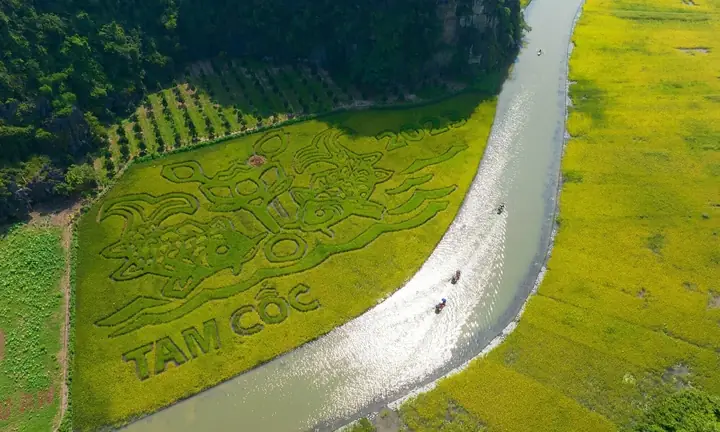 Tranh 'cá Chép Chơi Trăng' Khổng Lồ Trên Cánh Đồng Lúa Tam Cốc ...