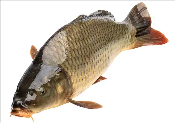 Vai Trò Di Truyền Của Râu Cá: Phân Tích Hiện Tượng Lai Cá Chép Và Cá Diếc