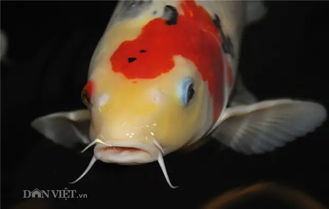 Vai Trò Di Truyền Của Râu Cá: Phân Tích Hiện Tượng Lai Cá Chép Và Cá Diếc