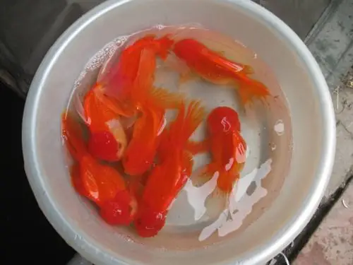 Cá Chép Đầu To: Kiến Thức Toàn Diện Từ Đặc Điểm Đến Kỹ Thuật Nuôi