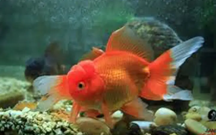 Cá Chép Đầu To: Kiến Thức Toàn Diện Từ Đặc Điểm Đến Kỹ Thuật Nuôi