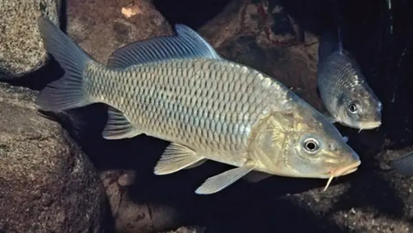 Cá Chép Đẻ Trứng Như Thế Nào? Quá Trình Sinh Sản Kỳ Diệu Từ Giao Phối Đến Nở