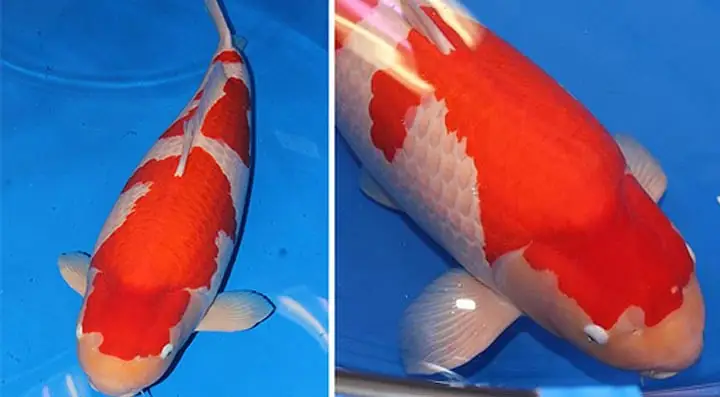 Tại Sao Chú Cá Koi Này Lại Đắt Giá Đến Vậy? Tại Sao Chú Cá Koi Này Lại Đắt Giá Đến Vậy?