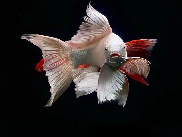 Cá Chép Phi Tần Đỏ, Trắng, Đen - Body Lực, Vây Vi To Đẹp