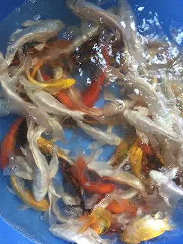 Cá Chép Đuôi Dài Đẹp