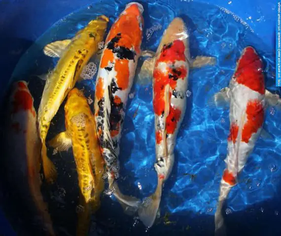 Sơ Lược Về Cá Chép Kiểng