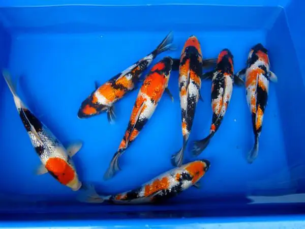 Có Nên Mua Cá Chép Kiểng Giá Rẻ