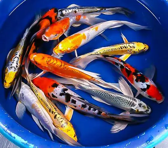 Giá Bán Cá Chép Kiểng