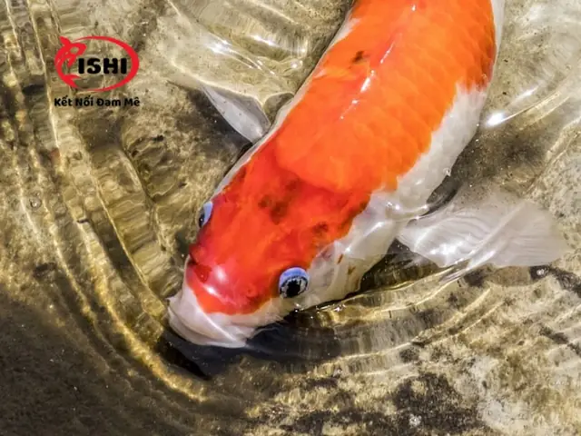 Triệu Chứng Của Cá Koi Bị Đục Mắt Triệu Chứng Của Cá Koi Bị Đục Mắt