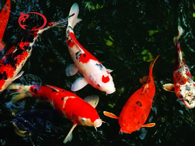 Hướng Dẫn Cách Xử Lý Hồ Cá Koi Khi Cá Đục Mắt Hướng Dẫn Cách Xử Lý Hồ Cá Koi Khi Cá Đục Mắt