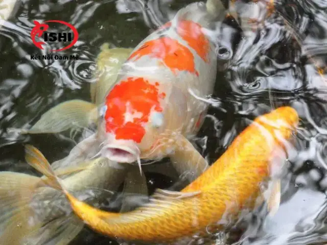 Nguyên Nhân Gây Đục Mắt Ở Cá Koi Nguyên Nhân Gây Đục Mắt Ở Cá Koi