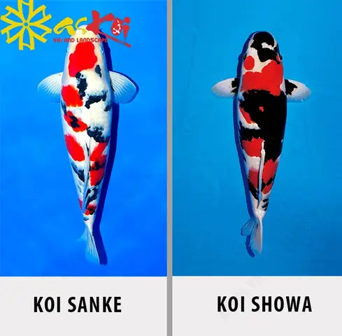 Cách Phân Biệt Cá Koi Sanke Và Koi Showa Cách Phân Biệt Cá Koi Sanke Và Koi Showa