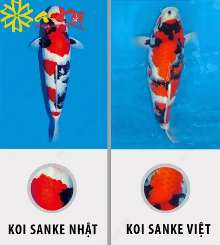 Phân Biệt Koi Sanke Nhật Và Sanke K1, Sanke Việt Phân Biệt Koi Sanke Nhật Và Sanke K1, Sanke Việt