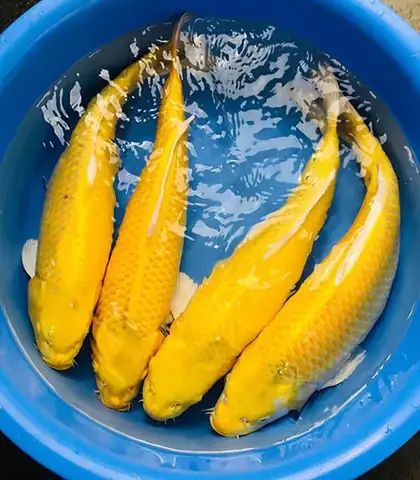 Chăm Sóc Nước Hồ