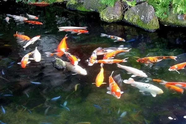 Cá Chép Koi Trắng