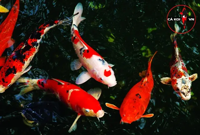 Những Rủi Ro Khi Mua Phải Cá Koi Trung Quốc Những Rủi Ro Khi Mua Phải Cá Koi Trung Quốc