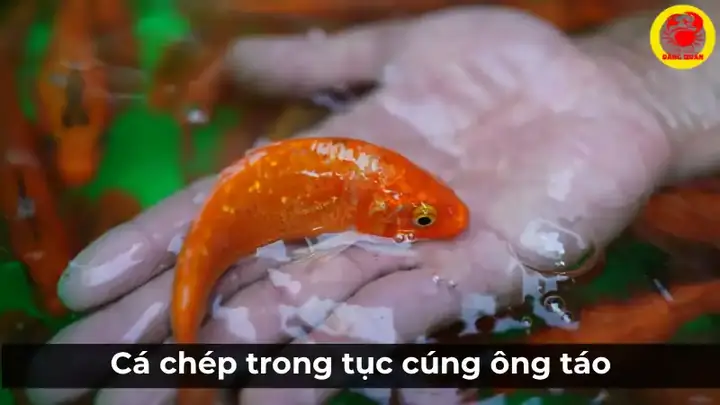 Cá Chép Trong Tục Cúng Ông Táo