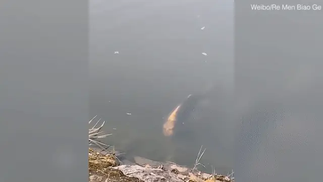 Cá Chép Hình Mặt Người Gây Xôn Xao - Ảnh 1.