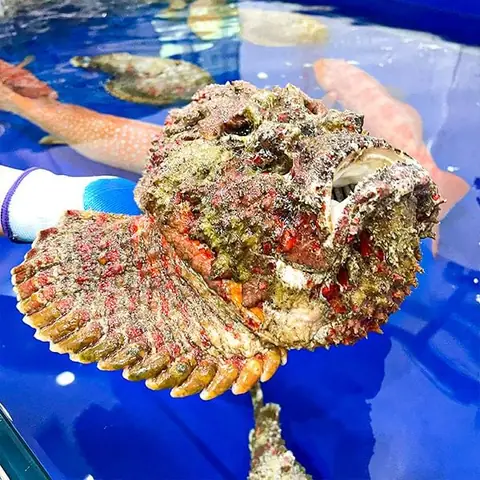 Cá Mặt Quỷ Cá Mặt Quỷ