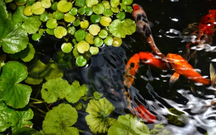 Đôi Nét Về Cá Chép Nhật