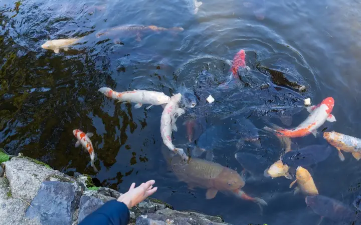 Cách Cho Ăn Hàng Ngày