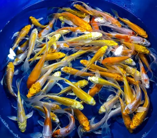 Kỹ Thuật Ép Đẻ Cá Chép Nhật (cá Koi): Hướng Dẫn Toàn Diện Từ A-z