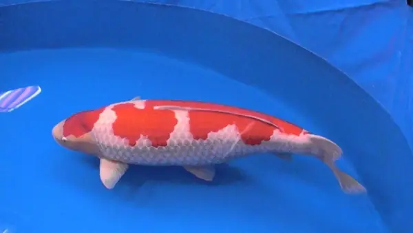 Hoa Văn Vùng Thân Hoa Văn Vùng Thân