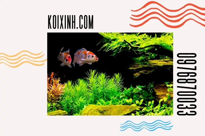 Cách Phân Biệt Koi Bướm Nhật Và Cá Chép Phụng Việt Nam Cách Phân Biệt Koi Bướm Nhật Và Cá Chép Phụng Việt Nam