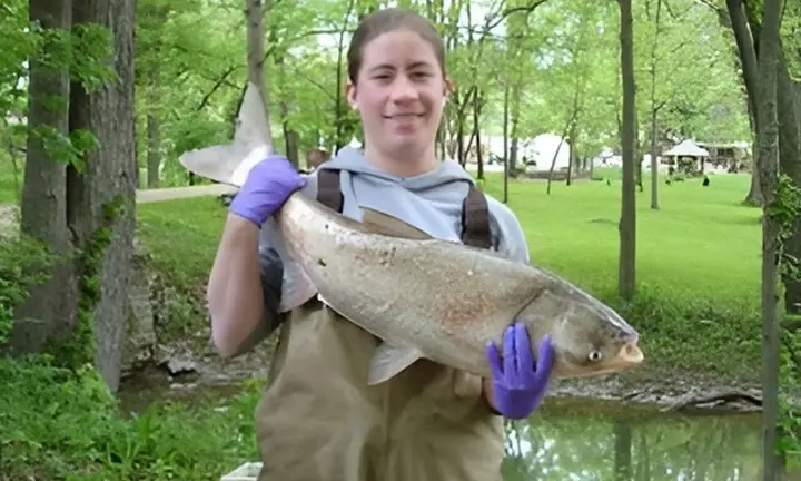 Cá Chép Xâm Hại Đe Dọa South Dakota