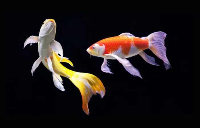 Cá Chép Phụng Sinh Sản: Kỹ Thuật Nhân Giống Chi Tiết Từ A Đến Z