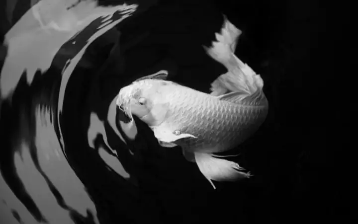 Cá Koi Bướm Nhật Bản