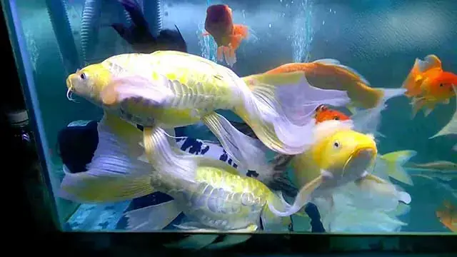 Cá Chép Phụng Vảy Rồng: Giải Mã Nguồn Góc, Ý Nghĩa Phong Thủy & Cách Chọn