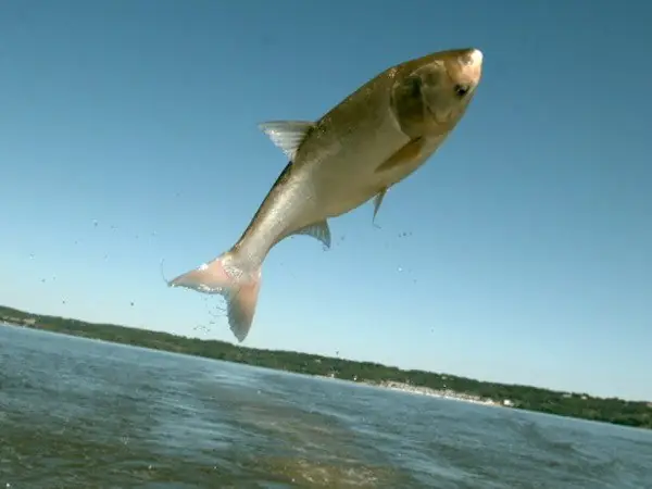 Cá Chép Sống Ở Đâu? Môi Trường Sống Và Sinh Thái Học Của Loài Cá Biểu Tượng