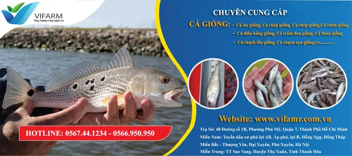 Cá Chép Đỏ Giống Tam Đường