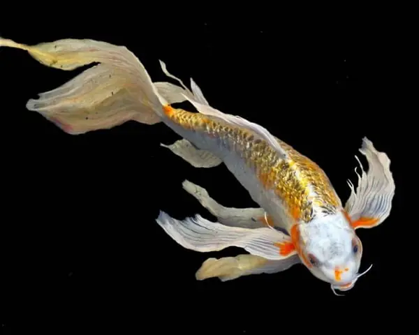 Tranh Cảnh Thái Lam Cá Chép: Tác Phẩm Nghệ Thuật Truyền Thống Giao Hòa Hiện Đại Tranh Cảnh Thái Lam Cá Chép: Tác Phẩm Nghệ Thuật Truyền Thống Giao Hòa Hiện Đại