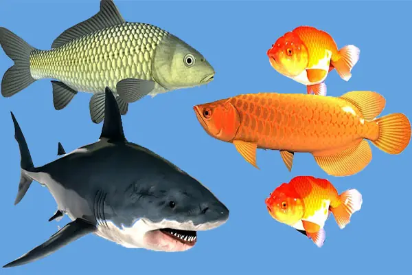 Cá Chép Tiếng Trung: Từ Vựng, Cụm Từ Và Kiến Thức Tổng Hợp Đầy Đủ Nhất Cá Chép Tiếng Trung: Từ Vựng, Cụm Từ Và Kiến Thức Tổng Hợp Đầy Đủ Nhất