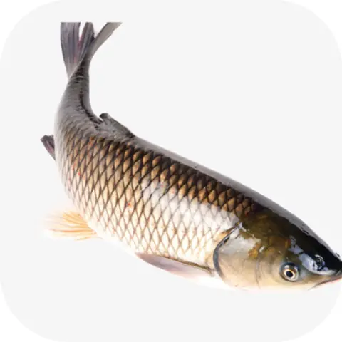 Cá Trắm Cá Trắm