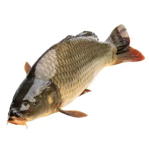 Cá Chép Kingfoodmart Cá Chép Kingfoodmart