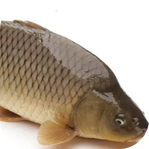 Cá Trôi Kingfoodmart Cá Trôi Kingfoodmart