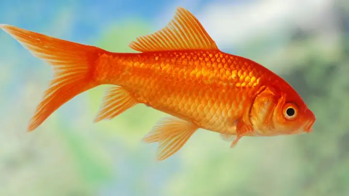 Nơi Nuôi Cá Chép Vàng Nơi Nuôi Cá Chép Vàng